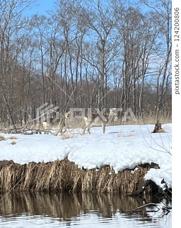 Deer in the Kushiro Marsh 124200806