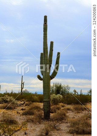 Old Saguaro Cactus Sonora desert Arizona Old Saguaro Cactus Sonora desert Arizona 124200863