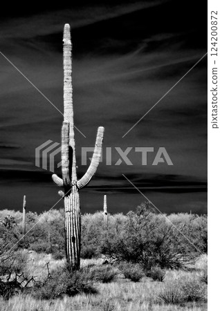 Sonora Desert Arizona in Infrared Sonora Desert Arizona in Infrared 124200872