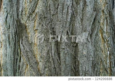 假喙的樹皮 124200886