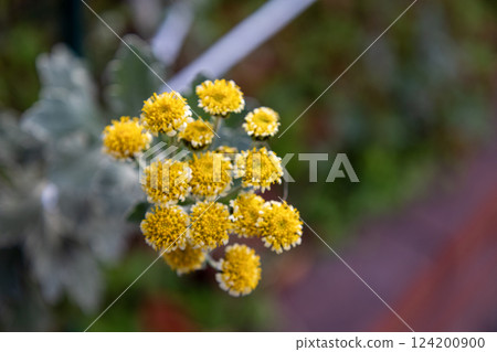 菊花黃花 菊花黃花 124200900