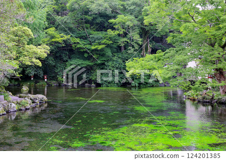 The crystal clear water of Wakutama Pond at the foot of Mount Fuji 124201385