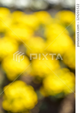 Yellow flowers flower field one side monochromatic spring background material 124201522
