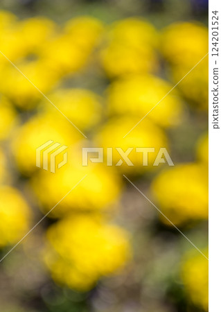 黃花花田一側單色春天背景材料 124201524