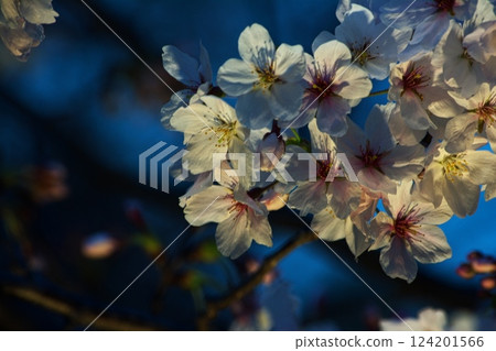 Cherry petals Cherry petals 124201566