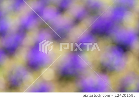 Purple flowers flower field one side monochromatic spring background material 124201593