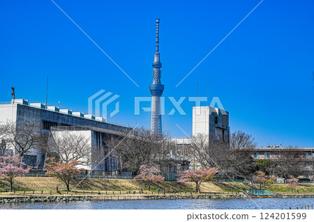陽光明媚的春日，江戶川區的舊中川和天空樹的景色 124201599