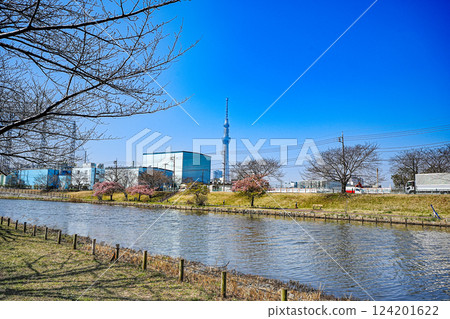 A view of the Kyu-Nakagawa River and the Skytree in Edogawa Ward on a sunny spring day A view of the Kyu-Nakagawa River and the Skytree in Edogawa Ward on a sunny spring day 124201622