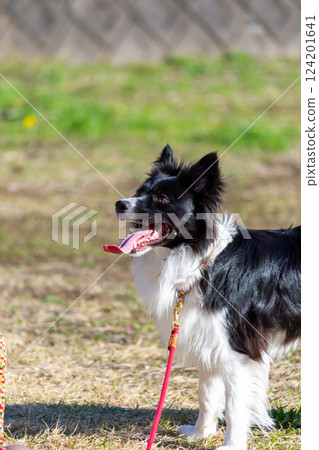 邊境牧羊犬在公園玩耍 邊境牧羊犬在公園玩耍 124201641