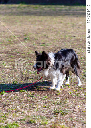 邊境牧羊犬在公園玩耍 124201642