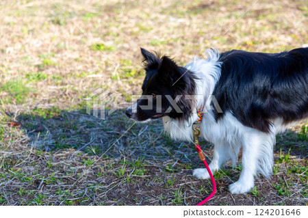 Border collie playing in the park 124201646