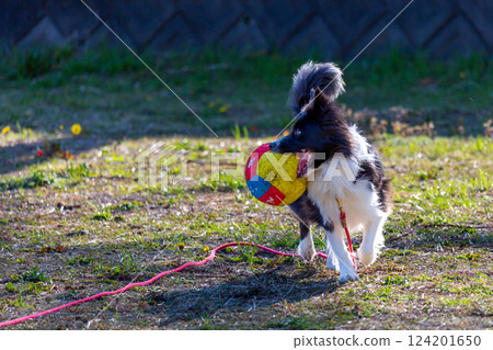 Border collie playing in the park 124201650