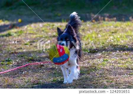 Border collie playing in the park Border collie playing in the park 124201651