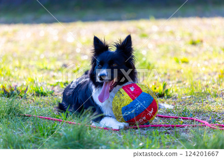邊境牧羊犬在公園玩耍 124201667