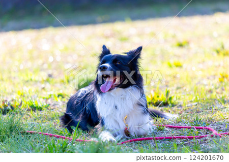 Border collie playing in the park Border collie playing in the park 124201670