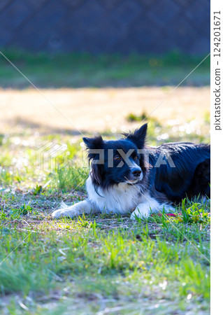 Border collie playing in the park 124201671