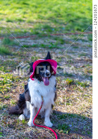 Border collie playing in the park Border collie playing in the park 124201673