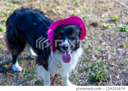 邊境牧羊犬在公園玩耍 124201674