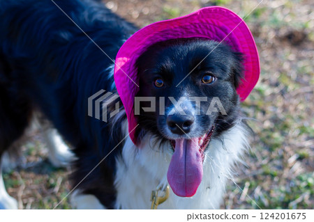 Border collie playing in the park 124201675