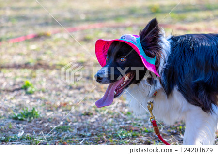 邊境牧羊犬在公園玩耍 124201679
