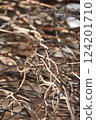 Wooden plant without leafs close up photography 124201710