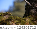 Moos on the tree close up 124201712