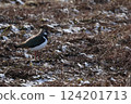 Lapwing bird on the frozen field 124201713