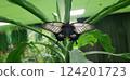 White and black butterfly is sitting on the green plant 124201723