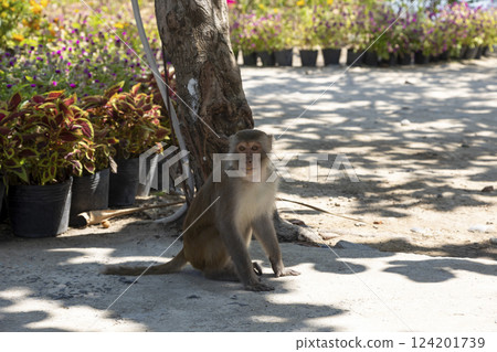 Macaque monkey in the park on the Monkey Island in Vietnam, Nha Trang. The monkey sits in the shade under a tree and looks at the camera. Selective focus, close-up. Macaque monkey in the park on the Monkey Island in Vietnam, Nha Trang. The monkey sits in the shade under a tree and looks at the camera. Selective focus, close-up. 124201739