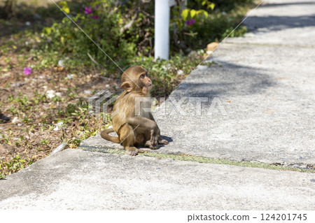 Macaque monkey in the park on Monkey Island in Vietnam, Nha Trang. The baby monkey sits on the ground and looks away. Selective focus, close-up. Macaque monkey in the park on Monkey Island in Vietnam, Nha Trang. The baby monkey sits on the ground and looks away. Selective focus, close-up. 124201745