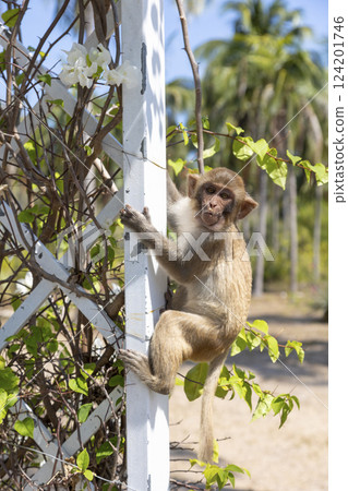 Macaque monkey in the park on Monkey Island in Vietnam, Nha Trang. The baby monkey hangs on a trellis and looks at the camera. Selective focus, close-up. 124201746