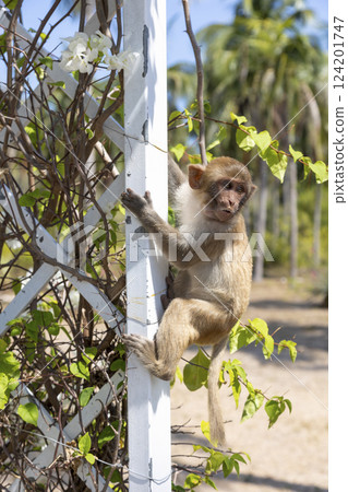 Macaque monkey in the park on Monkey Island in Vietnam, Nha Trang. The baby monkey hangs on a trellis and looks away. Selective focus, close-up. 124201747