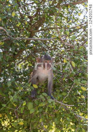 Macaque monkey in the park on Monkey Island in Vietnam, Nha Trang. The baby monkey sits high on a tree branch and looks away. Selective focus, close-up. 124201748