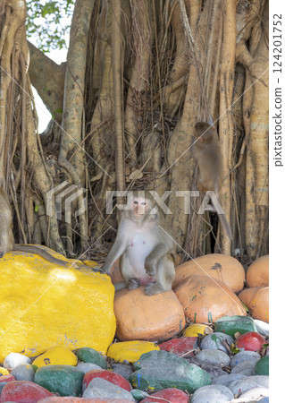 Macaque monkey in the park on the Monkey Island in Vietnam, Nha Trang. The monkey sits on a large yellow stone and looks at the camera. Selective focus, close-up. Macaque monkey in the park on the Monkey Island in Vietnam, Nha Trang. The monkey sits on a large yellow stone and looks at the camera. Selective focus, close-up. 124201752