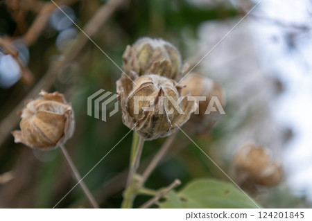 芙蓉果 芙蓉果 124201845