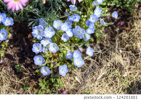 Nemophila Blue Flowers Spring Flowers Spring Colors March Image Nemophila Blue Flowers Spring Flowers Spring Colors March Image 124201881