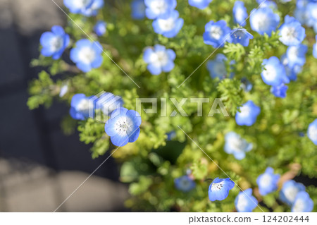 Nemophila Blue flowers Spring flowers In the city Downtown Stylish 124202444