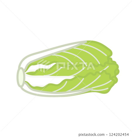 Cabbage illustration 124202454
