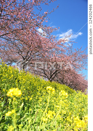 Nanohana和櫻花樹 Nanohana和櫻花樹 124202466