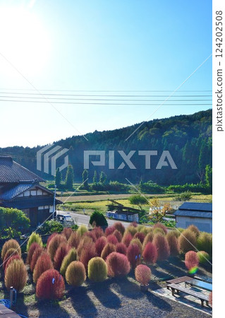Kochia fields in Kamitokura, Gosen City (Niigata Prefecture) 124202508