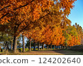 Autumnal foliage along Lake Biwa in winter 124202640