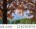 Metasequoia in autumn (Shiga Prefecture) 124202658