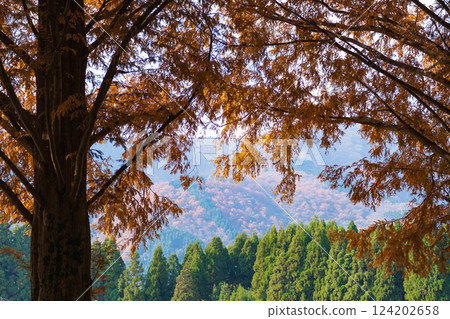 Metasequoia in autumn (Shiga Prefecture) 124202658
