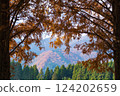 Metasequoia in autumn (Shiga Prefecture) 124202659