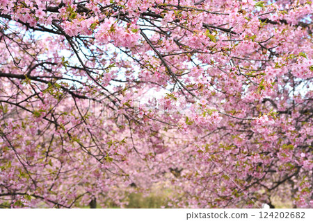 Kawazu cherry blossoms in full bloom 124202682