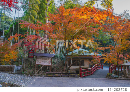 靜岡縣袋井市湯山寺的清晨風景，秋葉紛飛 124202728