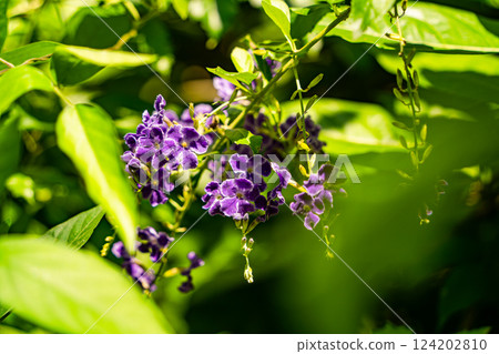 A tropical flower. 124202810