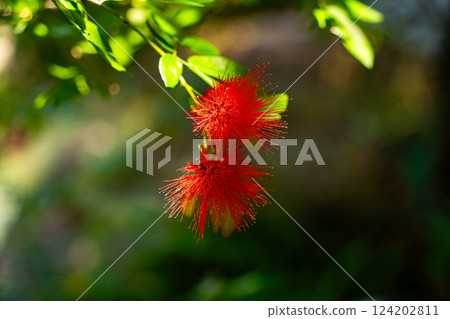 A tropical flower. 124202811