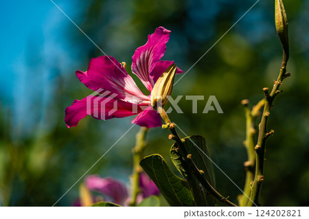 A tropical flower. 124202821