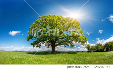 藍天下的大樹綠草地2 藍天下的大樹綠草地2 124202937